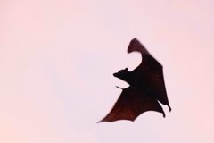 昆蟲數量減少？太陽能電廠的蝙蝠活動大減