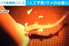 全球首例！日本團隊用「人造子宮」產下鯊魚 登上國際期刊