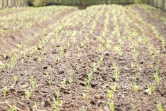 三芝有機農場咖啡渣有妙用 改良土壤增有機質