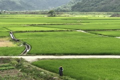 颱風及病蟲害導致減產 去年2期水稻保險理賠8.4億