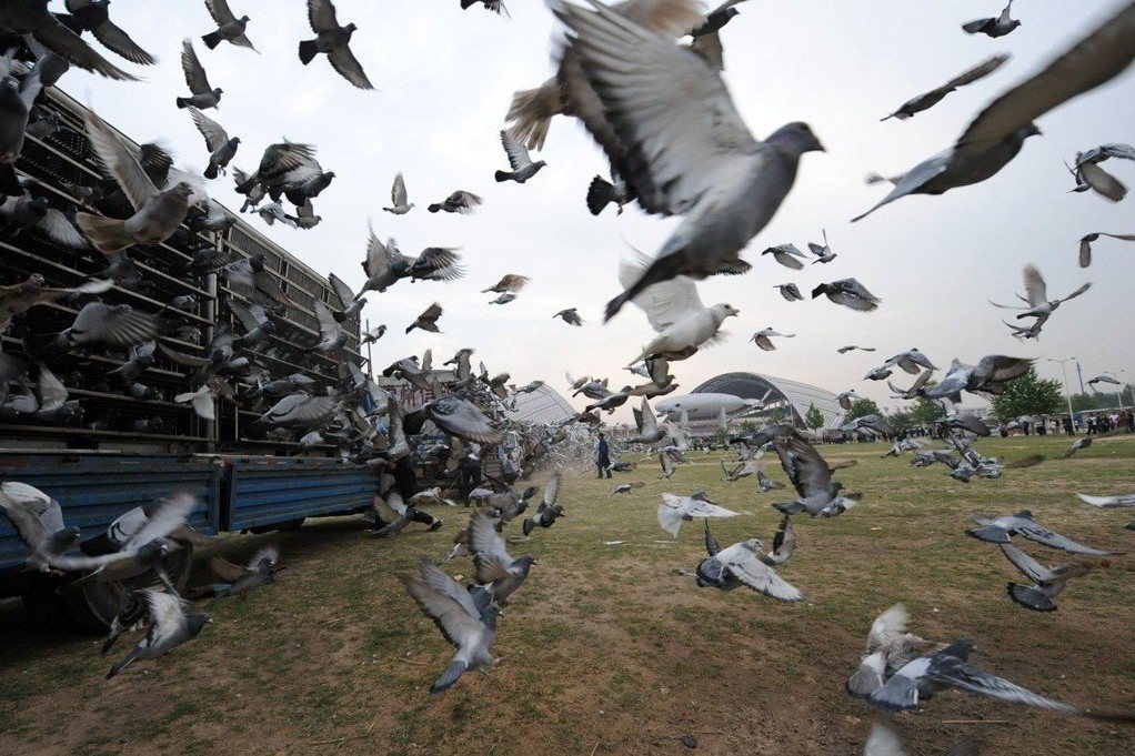 返家路遙遙：賽鴿是台灣之光，還是非法博弈？