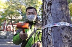 北京首批樹木醫院將掛牌 家花可「掛號」送醫治療
