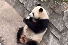 大熊貓坐著喝飲料被誇聰明 下一秒順便「洗頭」遊客急了