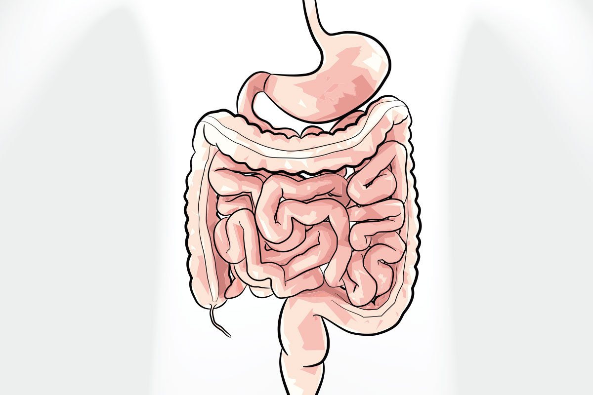 大腸全長約150至170公分，呈ㄇ字形，分為盲腸、結腸及直腸，然後到肛門，結腸又分為升結腸、橫結腸、降結腸及乙狀結腸。