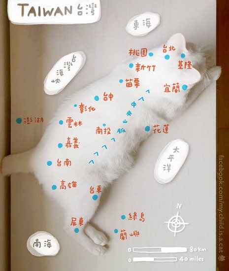 圖中這隻白貓叫陳明珠，是幾年前我在台北街頭撿到的流浪貓。當我在想如何為這篇文章配圖時，她自告奮勇擺出台灣地形。我只能說台灣實在是貓傑地靈的地方。 圖／Emily