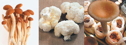 從左至右為柳松菇、猴頭菇、酒杯菇。
