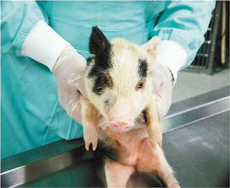 台大牙科團隊先取出迷你豬的牙胚細胞，經培養後再植入原豬隻的牙槽骨中。
圖／陳敏慧醫師提供