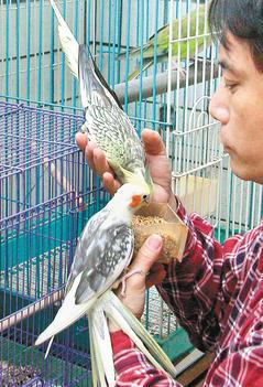 衛生署發布3年來首例鸚鵡熱確定病例，可能的感染源是玄鳳鸚鵡，即俗稱的太陽鳥。 記者楊光昇／攝影