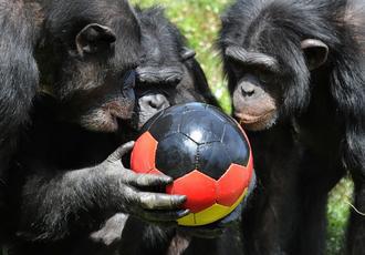 科學家表示，黑猩猩會模仿玩伴的笑聲，即使牠們並不覺得好笑，而其目的與人類相同，都是要藉此加強與同伴的關係。圖／法新社提供
