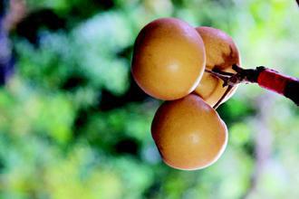 梨子是秋季養生最適宜的果中佳品。 <br />聯合報系資料照 圖／許享富攝影