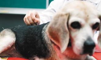台大獸醫師劉金鳴示範為原本癱瘓的狗「球球」針灸。 記者潘俊宏／攝影