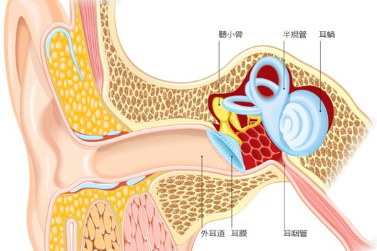 耳膜隔開外耳和中耳，水流進耳朵不會跑到中耳腔。呼吸道感染若造成耳咽管水腫，導致中耳分泌物無法順利排出，就形成中耳積水。積水過久，可能影響聲音傳導，使聽力下降。 
