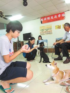 治療犬課程的學員認真練習讓狗趴下的動作。記者邱立雅／攝影