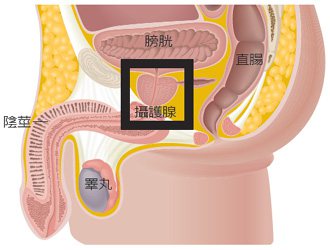 攝護腺位於膀胱底部開口，大約一顆栗子大小，將膀胱與尿道連接處包起來。  圖／廖珮涵繪製
