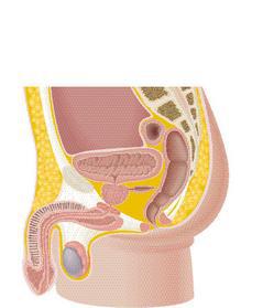 攝護腺位於膀胱底部開口，大約一顆栗子大小，將膀胱與尿道連接處包起來。 圖／廖珮涵繪製