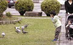 民眾到戶外接觸鴿子、野鳥，要注意清潔，避免感染隱球菌。報系資料照