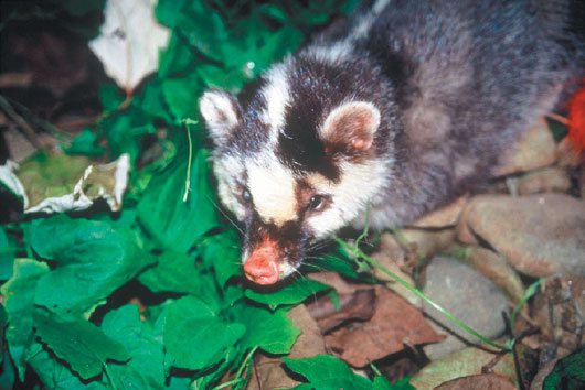 <br>台灣去年爆發的鼬獾狂犬病，經研究病毒來自台灣本土亞種鼬獾，和大陸無關，這次狂犬病毒早已潛伏在國內鼬獾身上。</br>
圖／特有生物研究保育中心提供