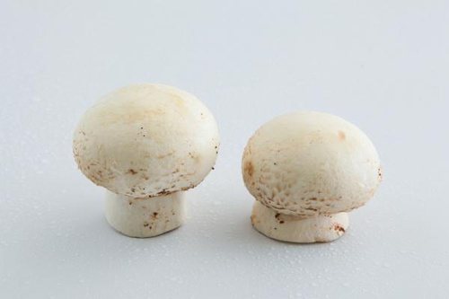 蘑菇圓滾滾的外型非常可愛。 圖片來源╱台灣好食材 Fooding