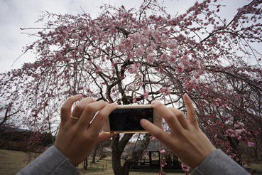 【日本看看】從「爆買」到爬櫻花樹的文化衝擊