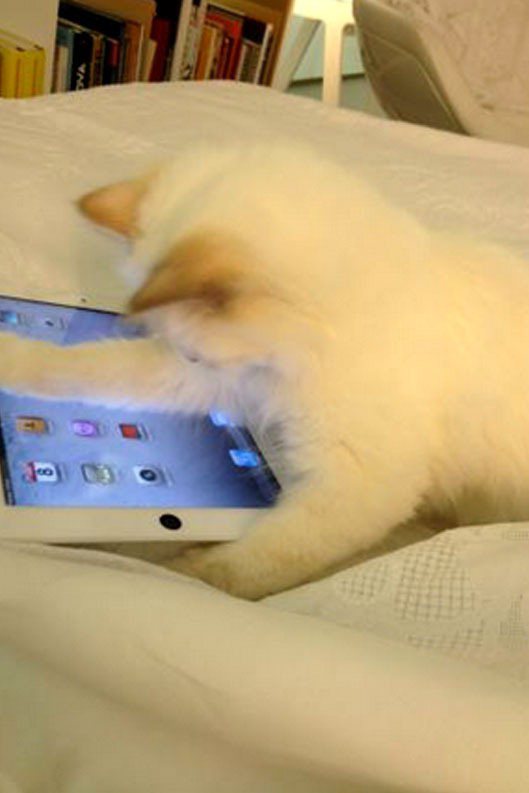 拉格斐上個月他在自己的推特發布了一張他的寵物貓Choupette玩iPad的照片「iPet」。圖／擷取自Tiwtter