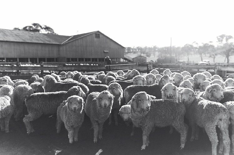 ESPRIT與澳洲Gostwyck農場合作，以人道方式生產羊毛。圖／ESPRIT...