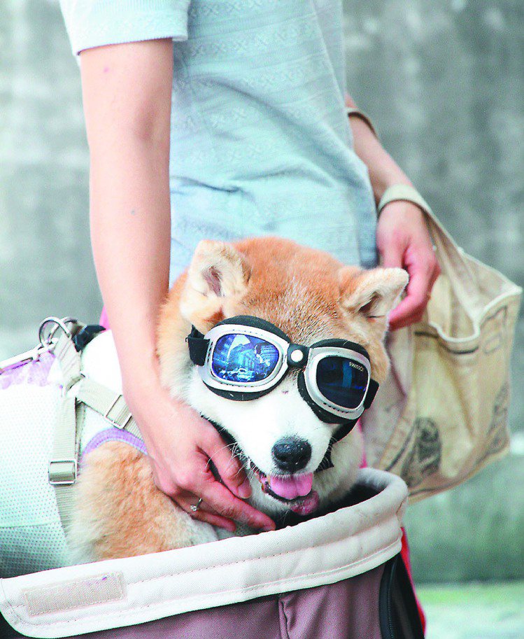 有人幫愛犬載上太陽眼鏡遮陽，主人說效果與人帶墨鏡一樣。圖／記者黃義書攝影