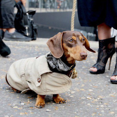 「鞋子獵人」Sergio 成為倫敦時裝周上最討喜的「狗仔」。圖／擷取自telegraph.co.uk