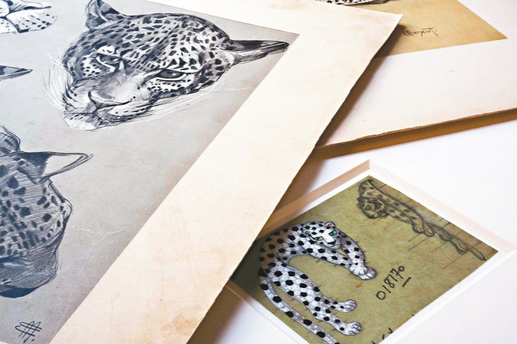 卡地亞檔案庫擁有許多美洲豹相關的設計草圖。圖／卡地亞提供
