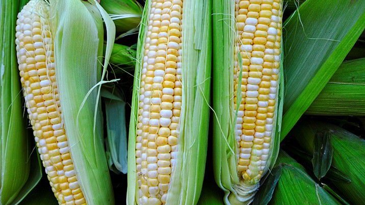 玉米雖算穀物，但你可以在超市的青菜區找到。