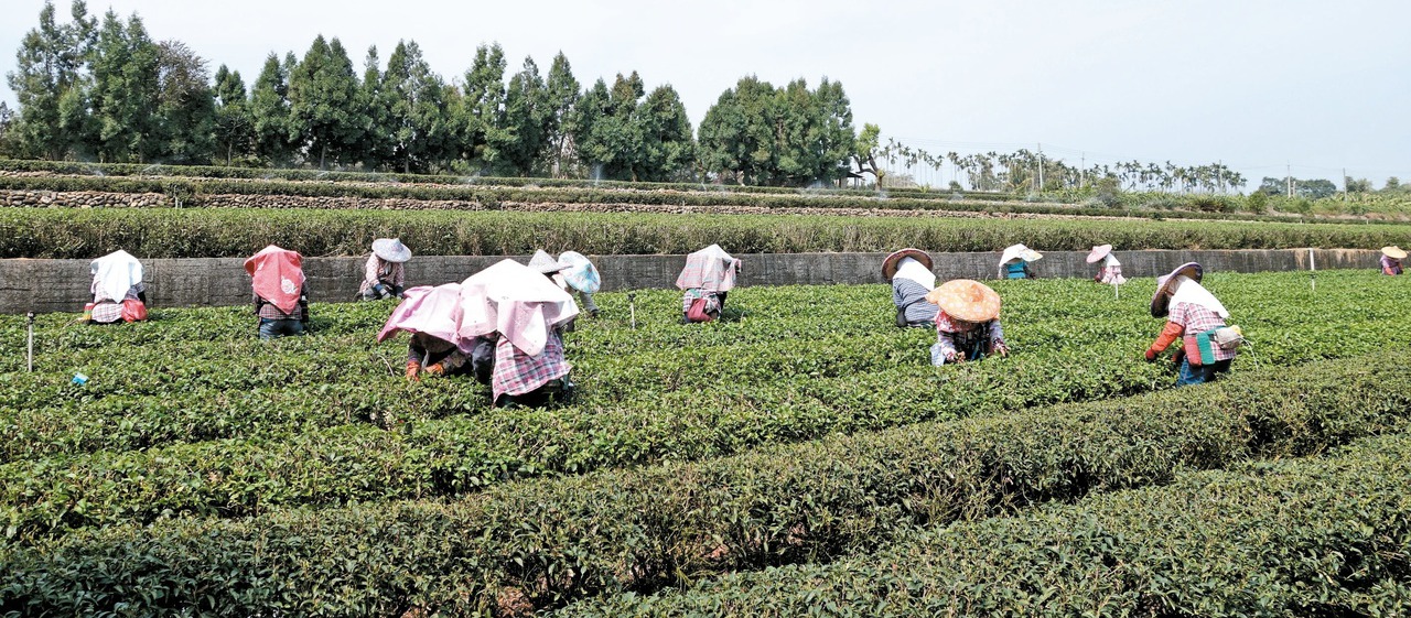 進口茶低價大量進入台灣， 威脅茶農生計，也使台灣好茶的形象受損。