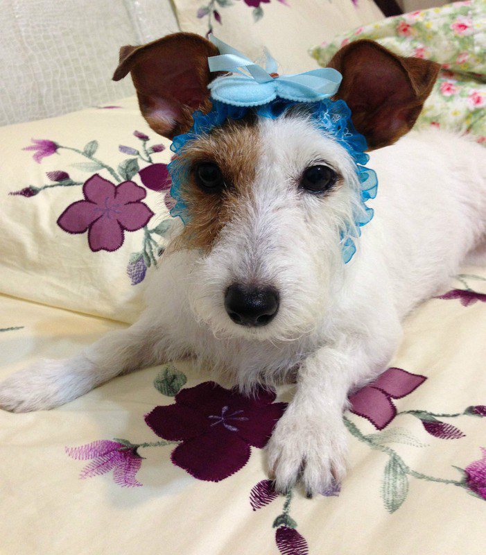 愛犬小花，綁上蝴蝶結髮圈模樣相當可愛。圖／Dappei.com提供