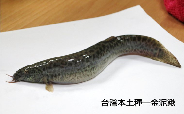 泥鰍，示意圖，非關本新聞。 南華大學／提供