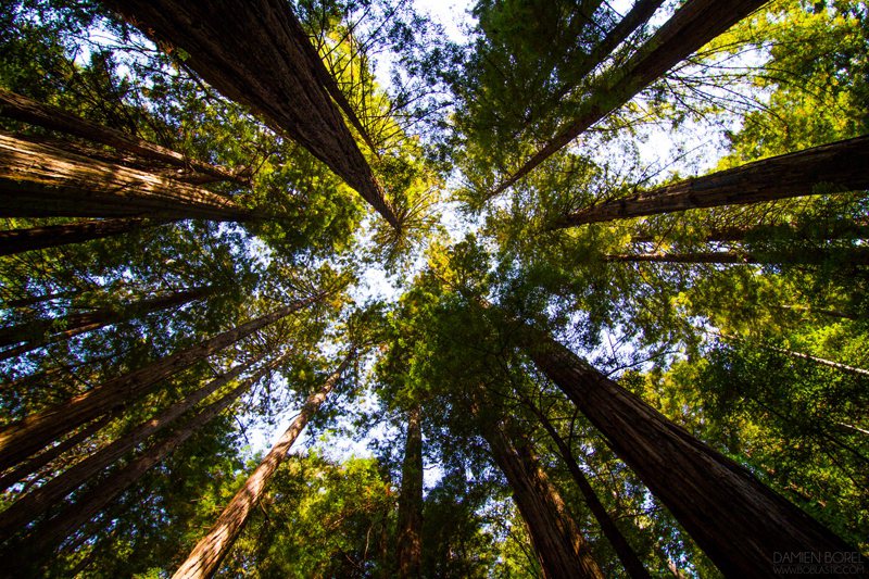 莫爾紅木森林Muir Woods（圖片：flickr授權作者Damien Bore）