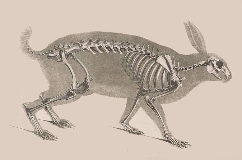 德國生物學家Heinz Christian Pander（1794-1865）所著的《Die vergleichende Osteologie（比較骨骼學）》所附之兔子骨骼繪圖。 圖／via archive.org