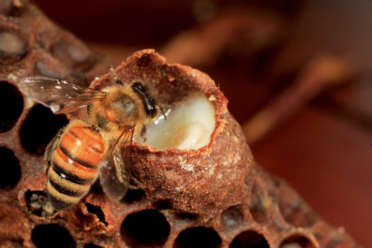 冬季不少保養品添加珍貴的蜂蜜成分，保濕修護肌膚。圖/Melvita提供