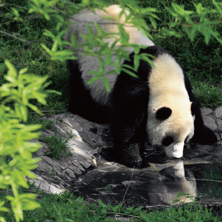 酒店附近即有野生大熊貓研究中心， 可以近距離欣賞可愛的國寶。 圖／珠寶之星