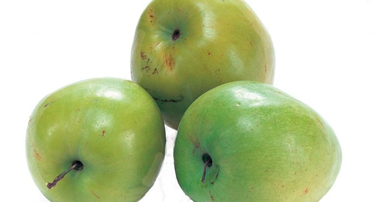 棗子維生素Ｃ含量高，竟是蘋果22.5倍。