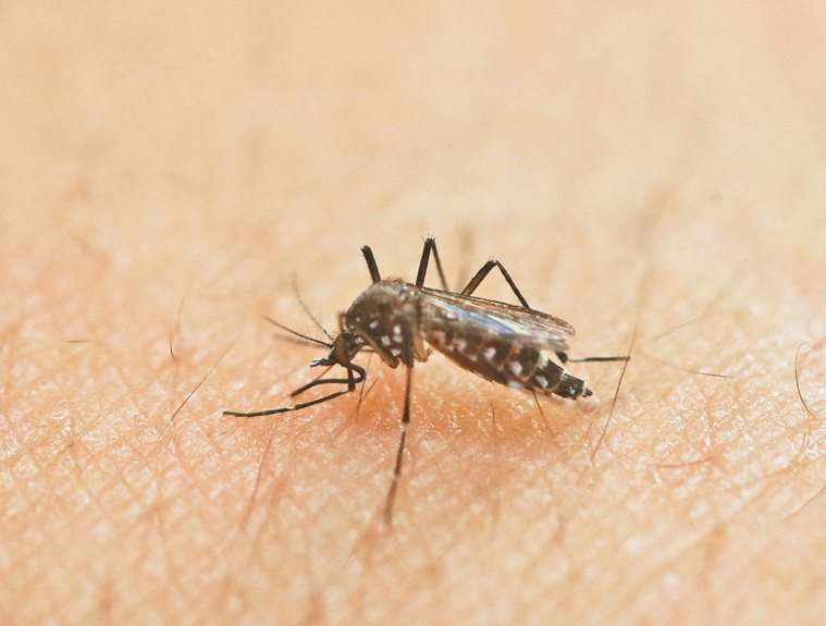 蚊子。 美聯社