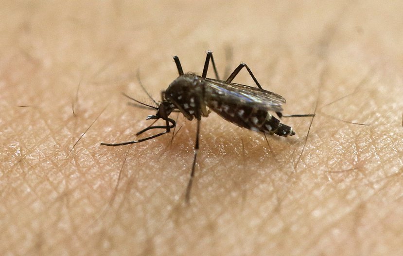 茲卡病毒透過在台灣常見的埃及斑蚊（圖）跟白線斑蚊等黑斑蚊傳播，其實像極了我們熟悉...