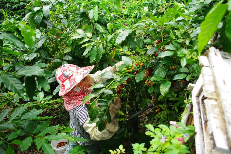 仙湖農場以人工採收咖啡豆。 仙湖農場／提供