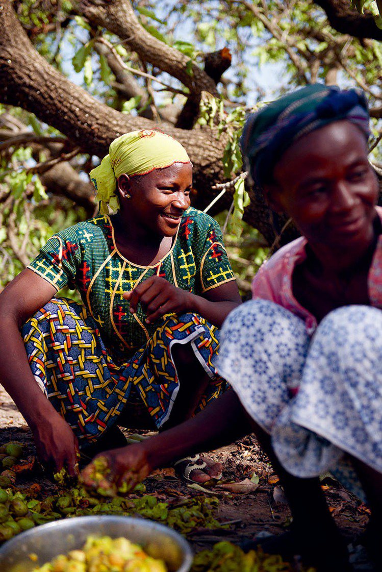 歐舒丹品牌成分的核心乳油木果油來自西非婦女摘採跟萃取。圖／L'OCCITANE提供