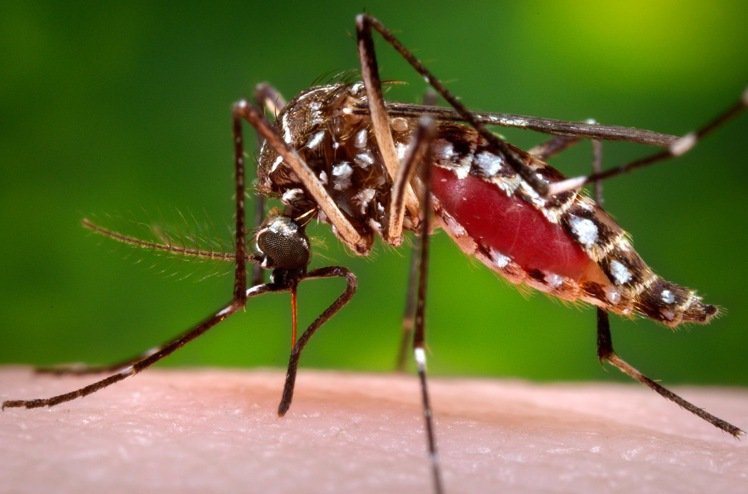 圖為傳播登革熱和茲卡病毒的埃及斑蚊正在人體上吸血。 <br />圖／美聯社