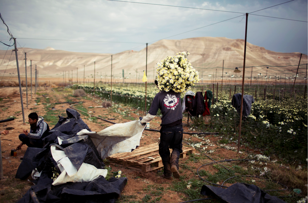 約旦河西岸的屯墾區農場，一名巴勒斯坦農工正在花田中為以色列的屯墾者工作。 圖／美...