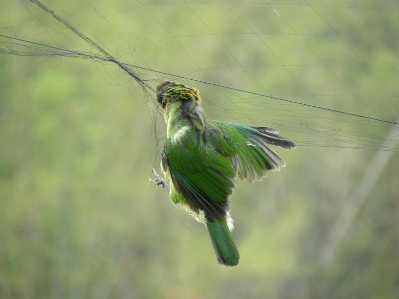 鳥網是農民最常使用的防鳥害裝置。 圖／吳銘提供