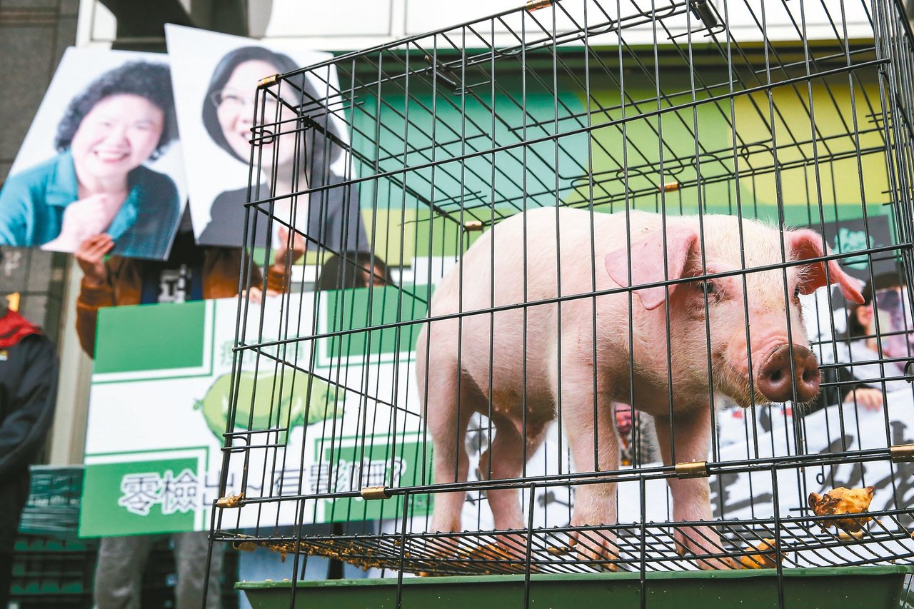 圖為2016總統選舉期間，豬農到蔡英文競選總部抗議蔡的美豬政策。<br />本報資料照片
