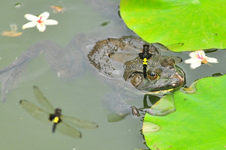 苗栗縣政府曾經在2011年因為誤信牛蛙能控制蚊蟲，因此施放幾百斤的入侵種美國牛蛙到生態池一事，引起喧然大波。 圖／聯合報系資料照片