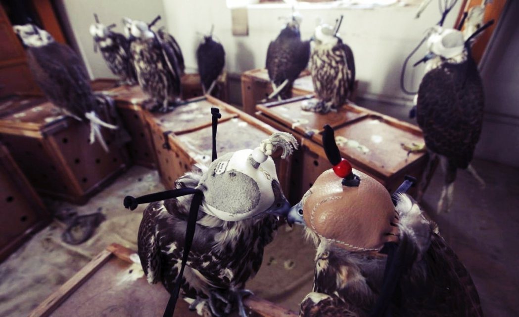 一批被巴基斯坦警方查緝的走私獵鷹。這22隻猛禽，每隻身價將近1萬美金。 圖／路透...