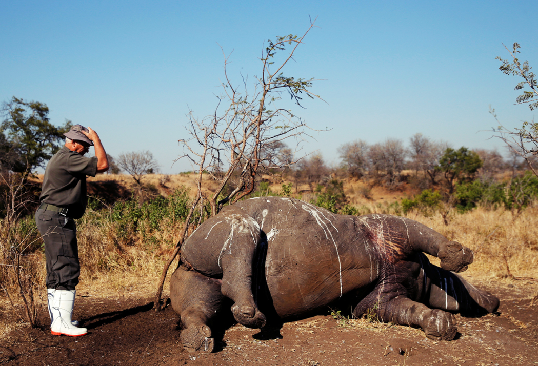 「沒有買賣，就沒有殺害。」南非克魯格國家公園的護林官，正準備對這頭被盜獵者殺害的...