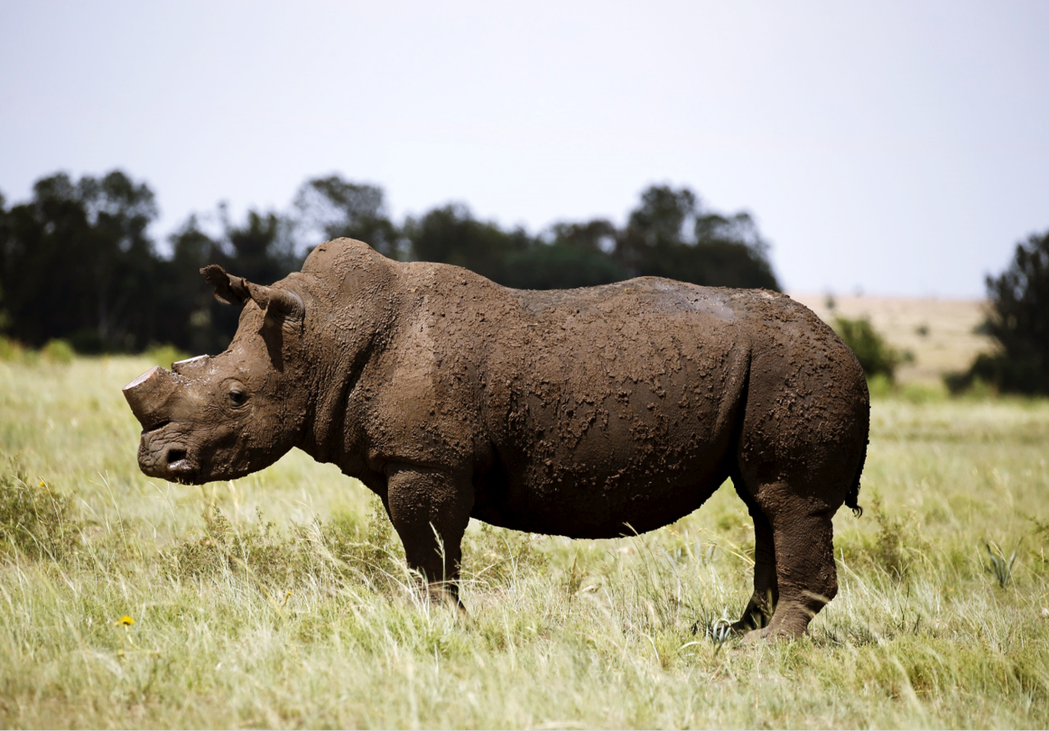 南非，克萊克斯多普的保護區。為了打消盜獵者的念頭，相關單位也曾嘗試主動鋸掉犀牛的...