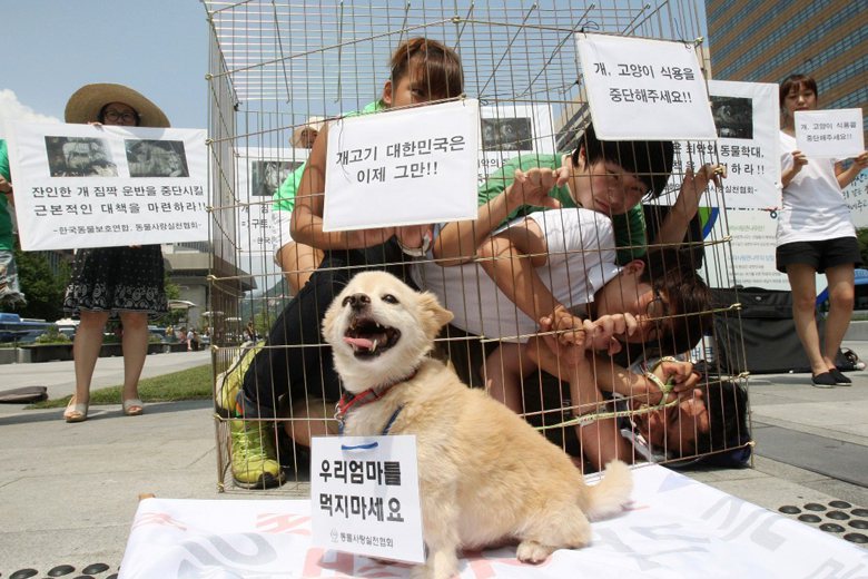狗：不要吃我媽咪；上女：韓國人現在不要吃狗肉；右：請停止吃貓狗肉。 圖／美聯社